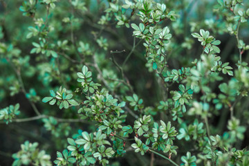 Fototapeta na wymiar small green leaves of the Bush on nature background