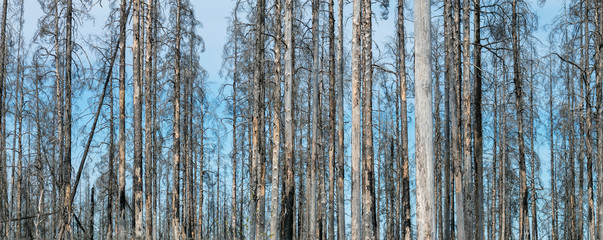 Row of pine trees. Beautiful horizontal perspective. Trunks of large pine trees after a bush fire. - 268295228