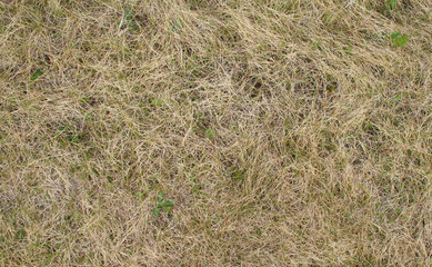 Dry grass on the field close-up.