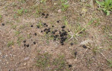 Litter wild animals deer and moose.