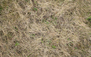 Dry grass on the field close-up.