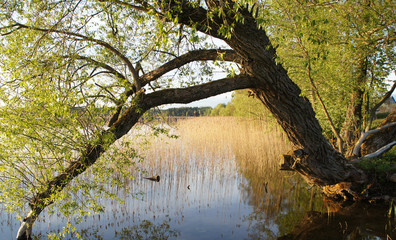 Fototapeta na wymiar A big tree by the lake at sunset.