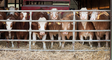Brown cows in a cowshed arranged symmetrically behind a metal gate stare directly through the gate. Concepts related to dairy industry, agriculture, politics, sales, etc.