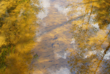 Yellow transparent sandy bottom of the river.