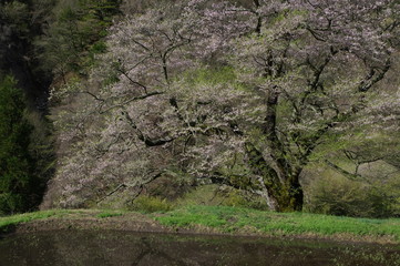 駒つなぎの桜