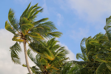 palm trees with leafy leaves in the wind, 