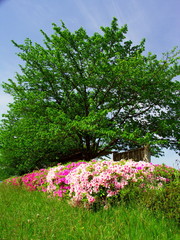 Obraz premium 桜の若葉と躑躅咲く風景