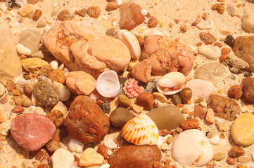 Different pebbles and shells on the sand of an exotic beach.