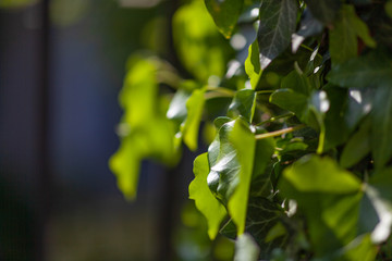 Leaves