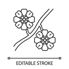 Whitestem paperflower linear icon