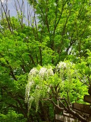 Obraz premium 藤の花と新緑の欅