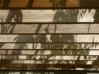 藤の影のある藤棚風景