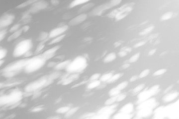 Shadow blur of the leaves on white wall abstract background.