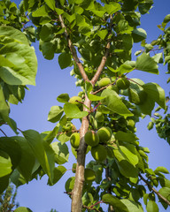 .green small apricot on a tree branch in spring