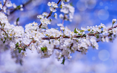 Cherry blossoms against the sky in spring on a blurred background