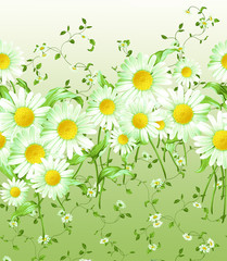 Horizontally repeating pattern of large and small daisies with leaves and stems on a white green background. Summer garden with chamomile flowers