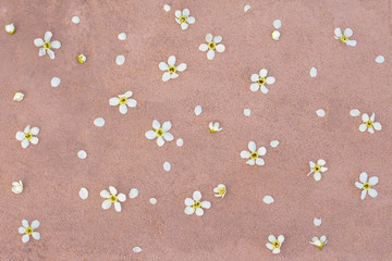 white flowers on pink concrete background flat layout