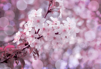 spring beautiful cherry flowers in purple color on blurred background