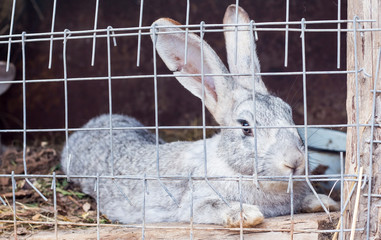 Obraz premium Rabbits in the cage are intended for breeding in the countryside.