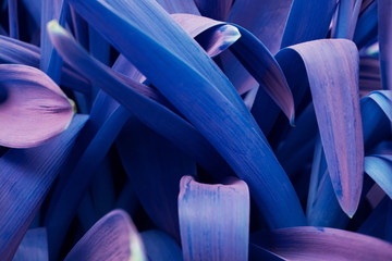 Bright purple leaves minimalistic background. Foliage plant, flower indigo petals texture....