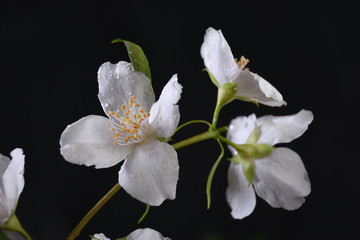 Fototapeta na wymiar The blossom branch of jasmine flowers