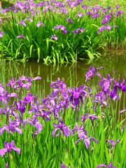 池に咲くカキツバタ