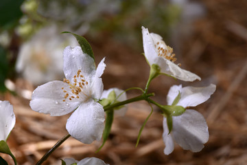 The blossom branch of jasmine flowers