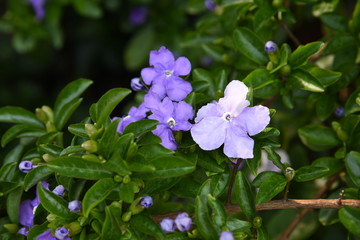 Brunfelsia latifola (Yesterday Today and Tomorrow)