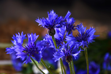 Bouquet of blue cornflower