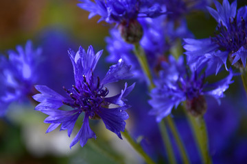 Bouquet of blue cornflower