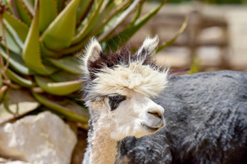 Portrait of alpaca. Alpaca on a farm in the desert. 