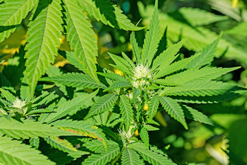 Blühender Hanf, Cannabis sativa