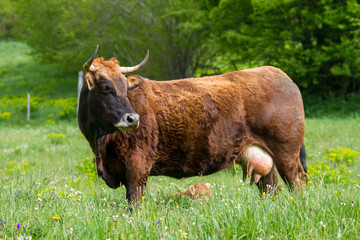 Brown mountain cows grazing on an green pasture