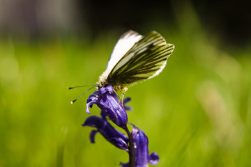 butterfly on flower