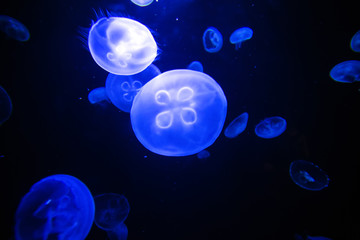 Moon jellyfish translucent colordark background