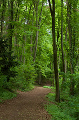 retail of big trees in the forest at spring