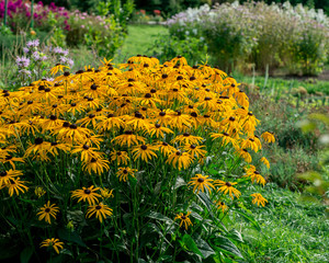 Shrubs of Rudbeckia blooms in the garden