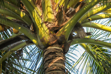 coconut palm leafs