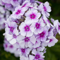 Obraz na płótnie Canvas Flowers phlox close-up in the garden
