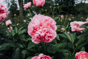 Pretty pink peony flowers in full bloom in the garden