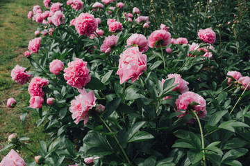Flower bed with fluffy pink peony flowers in bloom