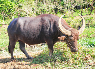 Big black buffalo standing and eating grass , nature background