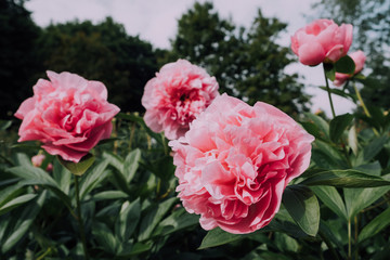 Gorgeous pink fluffy peony flowers blooming in the garden