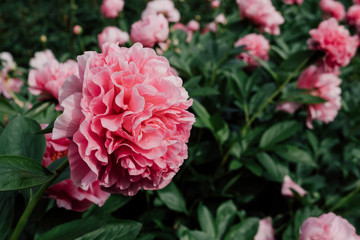Gorgeous fresh  pink peony flower in full bloom, close up