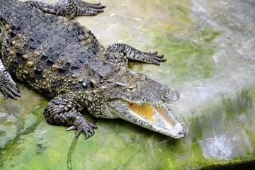 Crocodile with open mouth, jaws. The dwarf crocodile (Osteolaemus tetraspis), also known commonly as the African dwarf crocodile, broad-snouted or bony crocodile