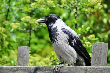 The hooded crow - Corvus cornix (also called hoodie). Gray crow sitting on a wooden fence. Green spring background