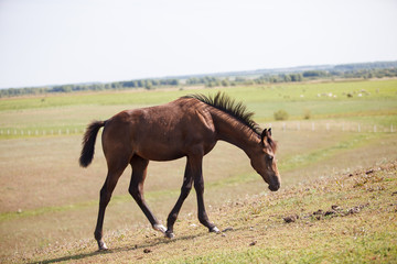 horse grazing on the field