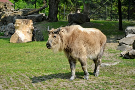 The Sichuan takin ( Budorcas taxicolor tibatana) also called cattle chamois or gnu goat