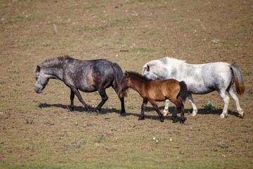 Fototapeta premium pony with foal in the pasture