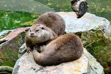The Eurasian otter (Lutra lutra), other names: European otter, Eurasian river otter. Two cute cuddling otters. Otters in love. Closeup